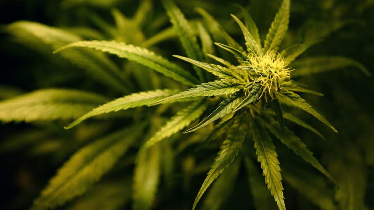 A cannabis plant.