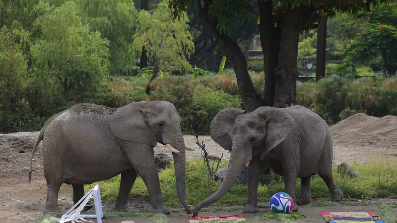 Animals at Guadalajara Zoo predict World Cup results