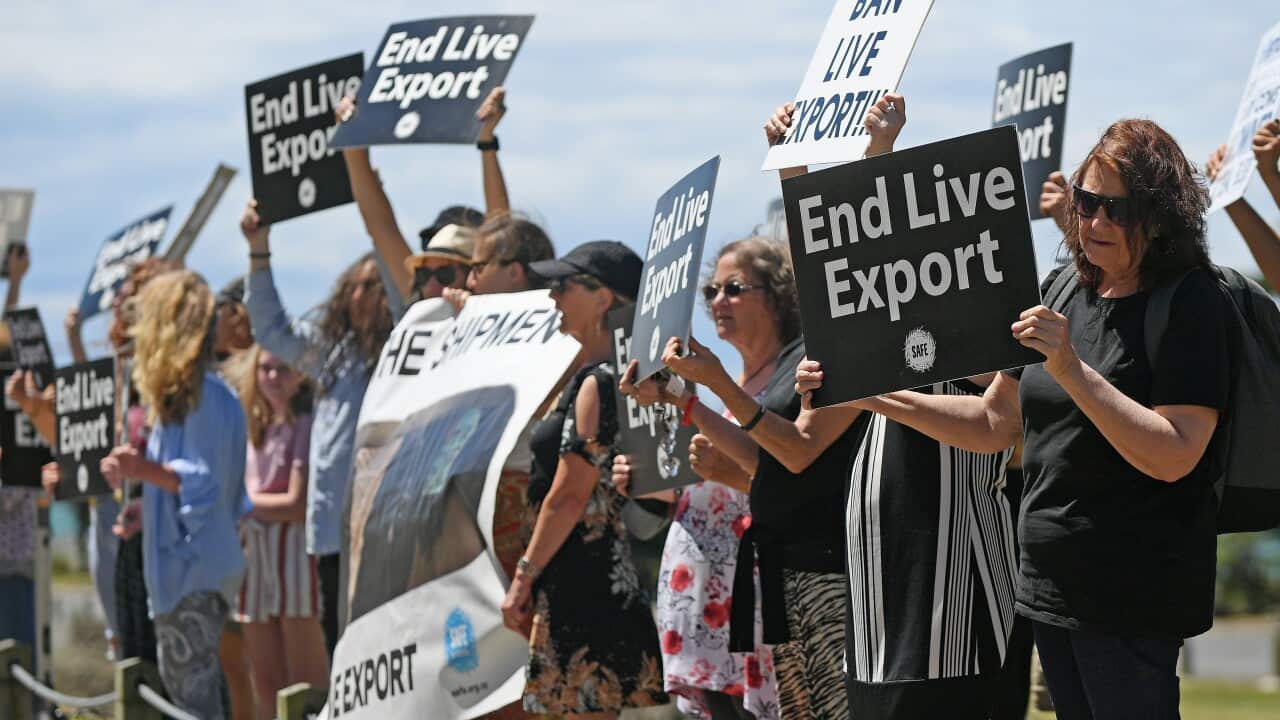 Protesters rally against the live cattle exports outside the Port of Napier, New Zealand, in November 2020.