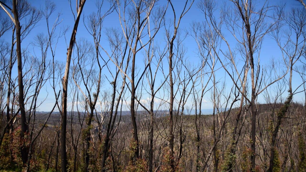 Health groups have sent an open letter to Prime Minister Scott Morrison calling for urgent action on climate change.