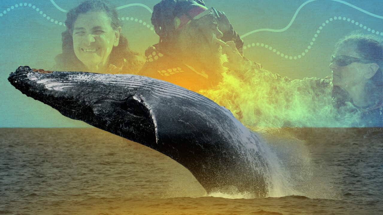 WHALE WATCHING WEB HERO.jpg
