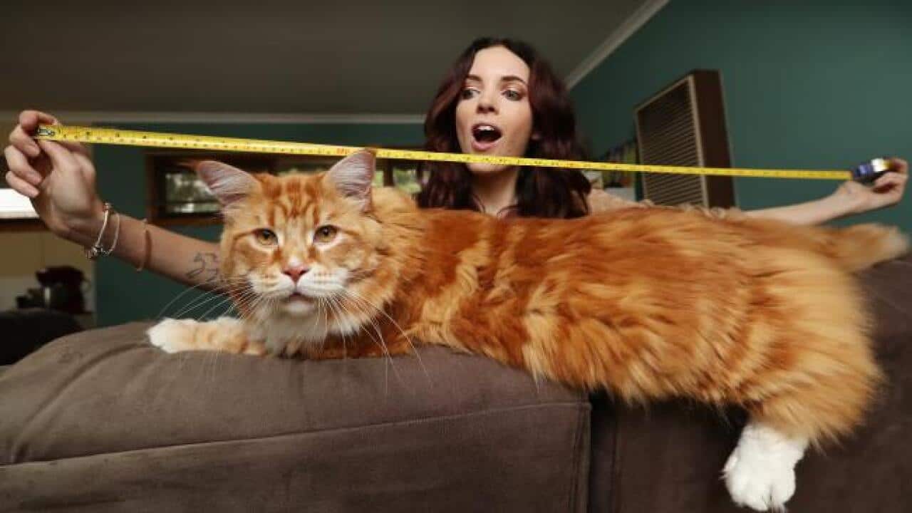 A Maine Coon breed cat called Omar in Melbourne might be the longest cat in the world.