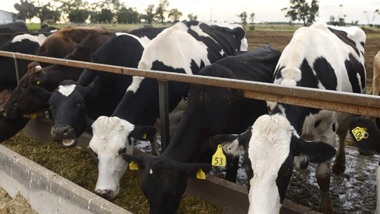 Dairy cattle at a farm in Queensland