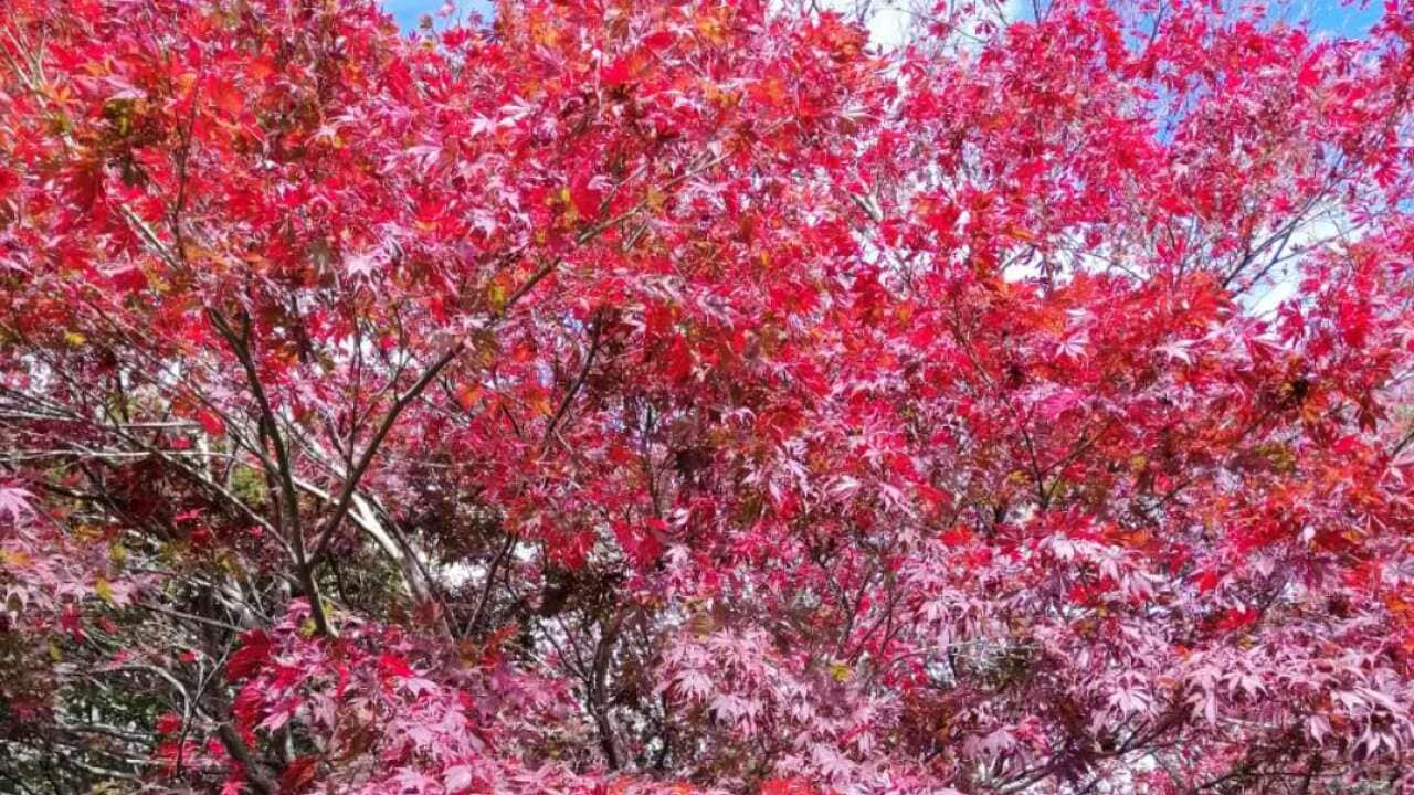 Autumn leave