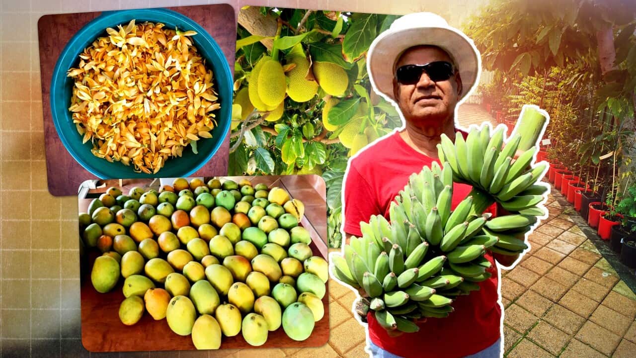 thumbnail_INDIAN KITCHEN GARDENS HEADER 16X9.jpg