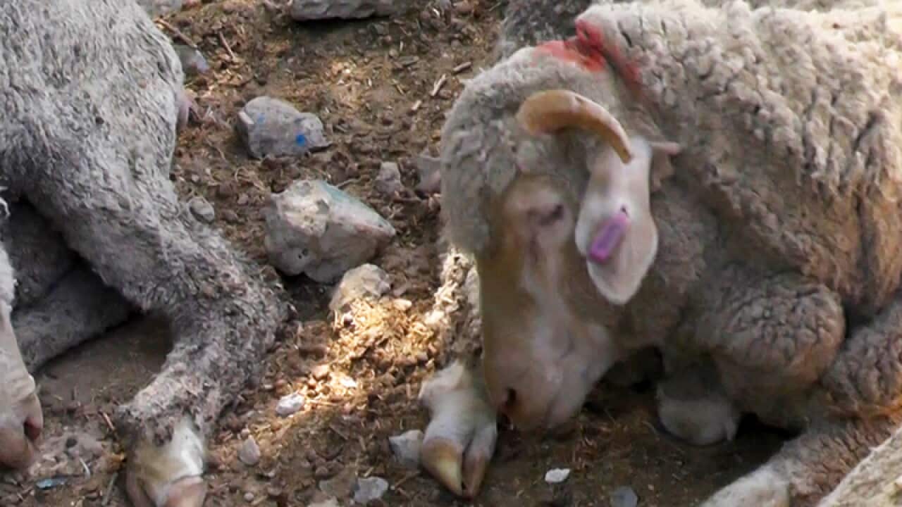 Australian sheep being on-sold illegally in roadside sales in Jordan