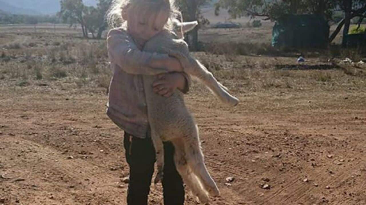 A little girl wraps her arms around the orphaned lamb in a NSW farm. (Facebook/Gina Naylor)