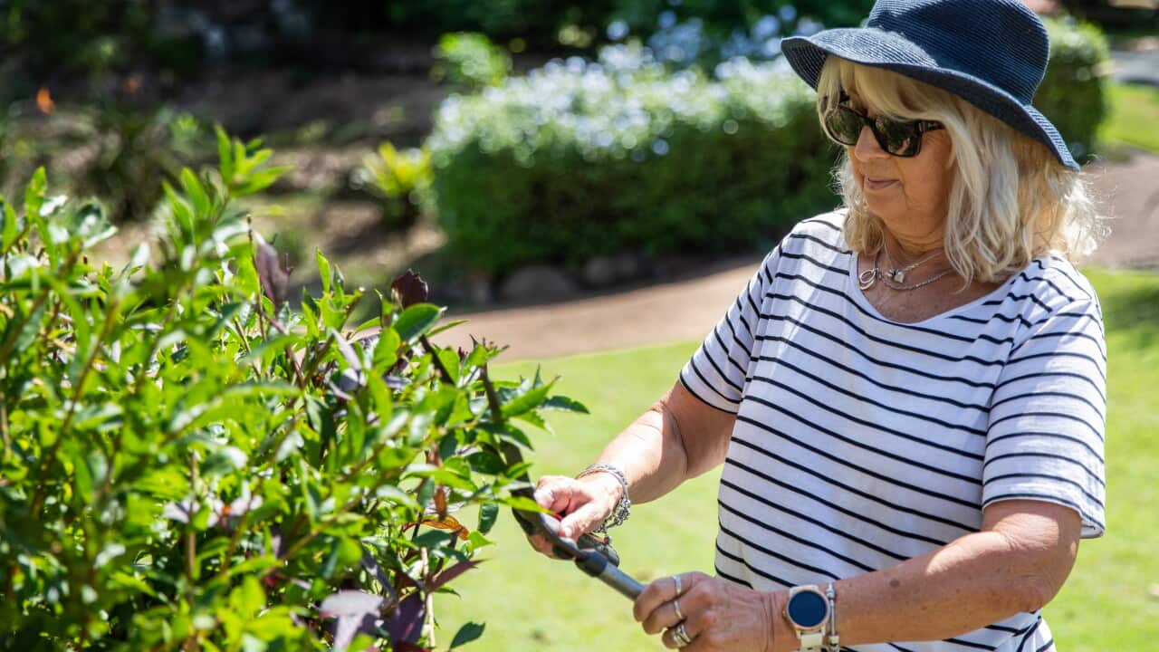 Mature woman trimming in the garden