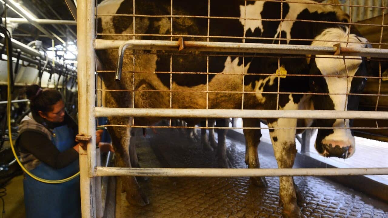 A dairy farm in Queensland.
