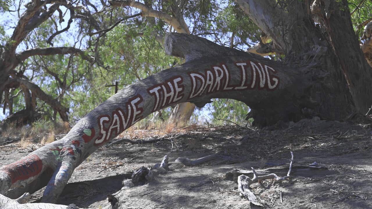 Aboriginal locals write on a tree trunk
