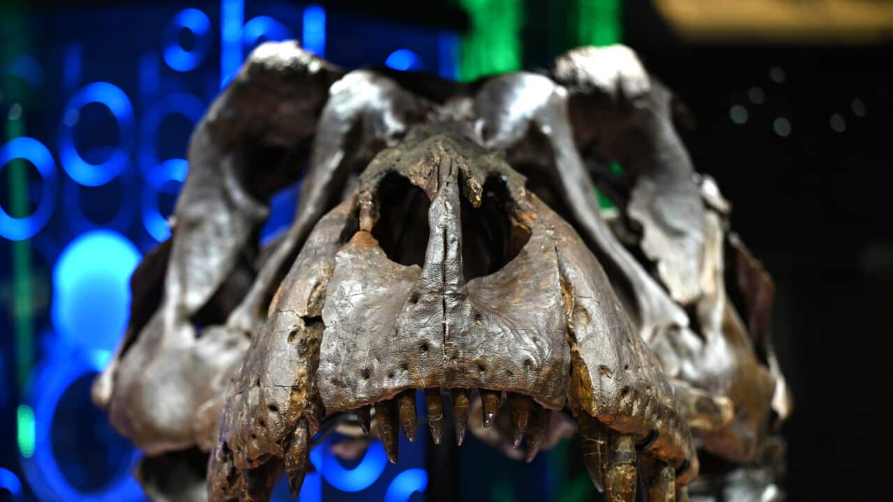 VICTORIA THE T REX EXHIBITION