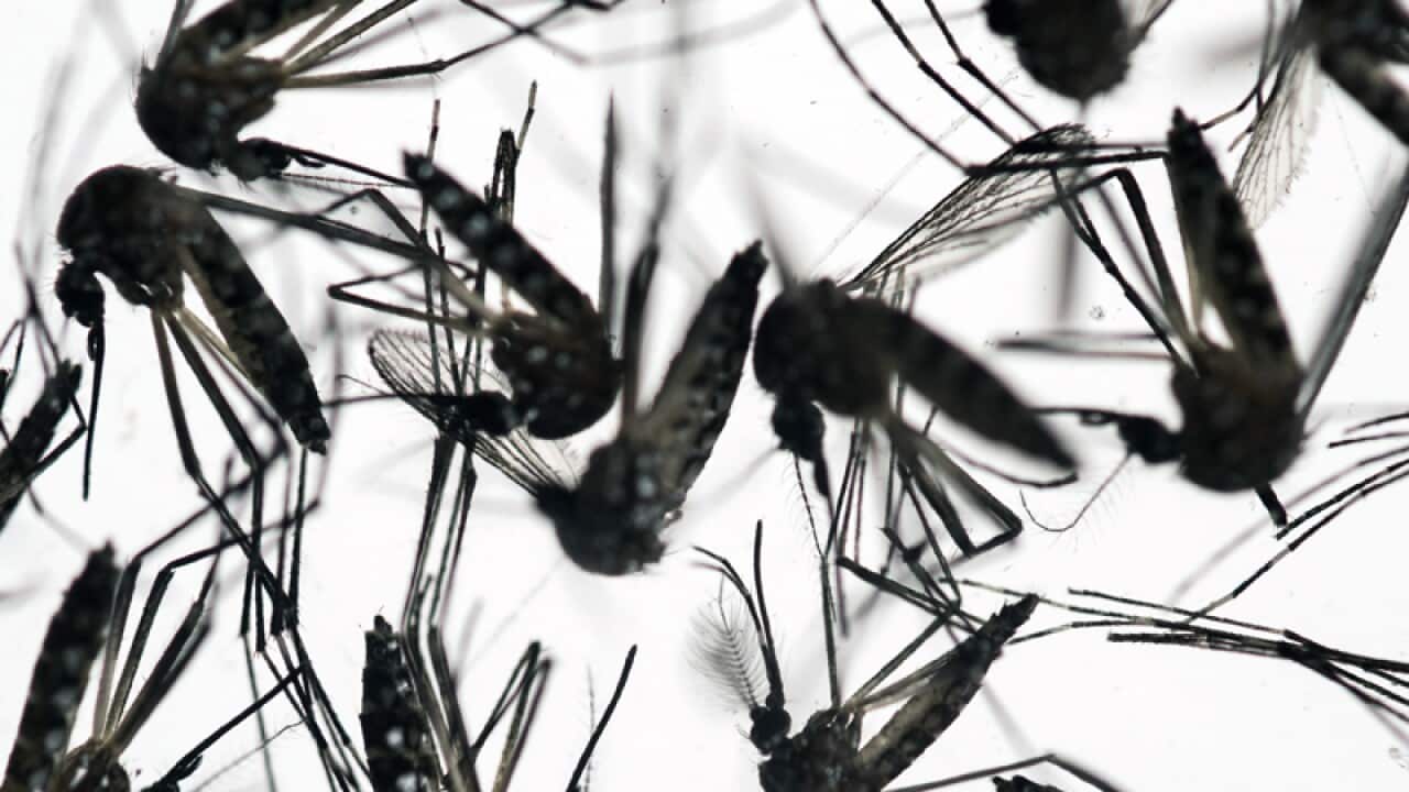 Aedes aegypti mosquitoes sit in a petri dish in Recife