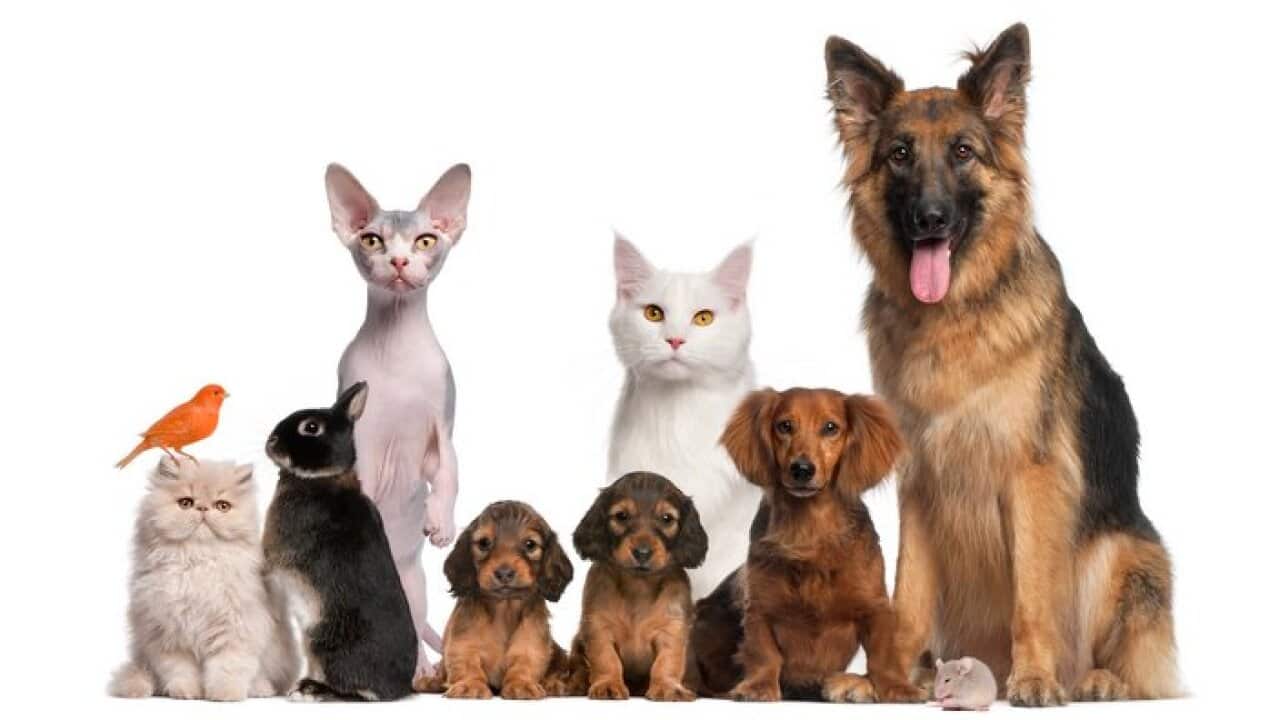 Group of pets: dog, cat, bird, rabbit