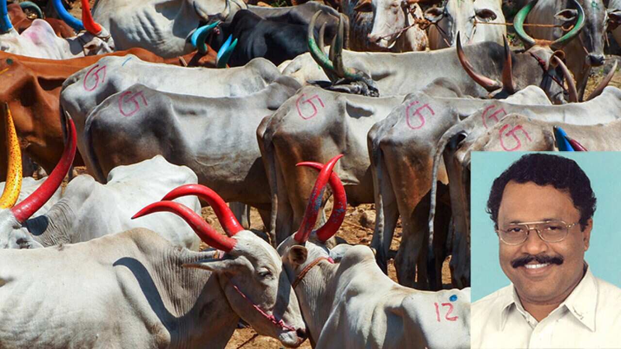 Cattle slaughter India