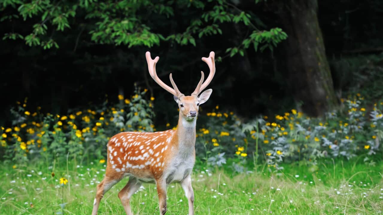 Whitetail Deer standing in summer wood