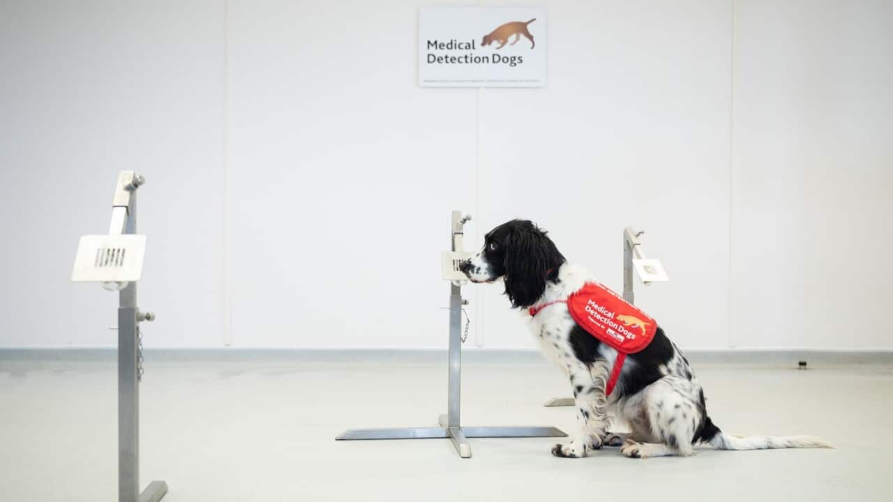 MILTON KEYNES, ENGLAND - MARCH 27: "Freya" correctly detects a sample of malaria from a row of sample pots at the "Medical Detection Dogs" charity headquarters on March 27, 2020 in Milton Keynes, England.