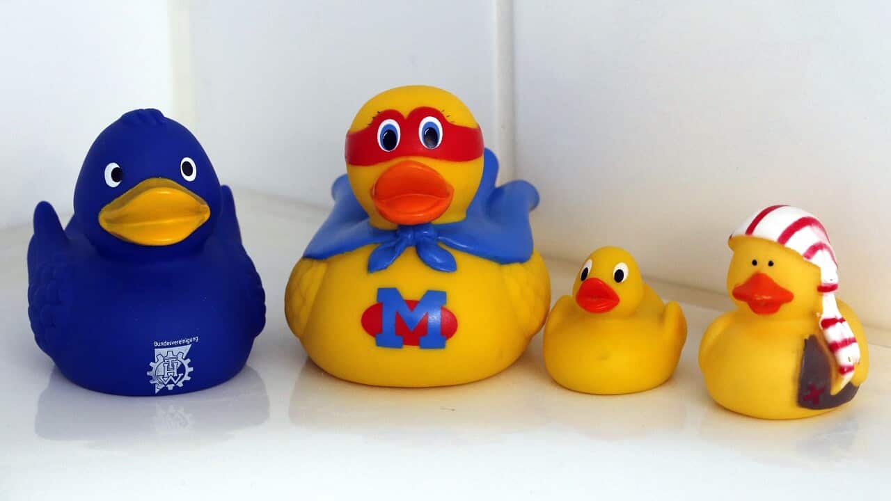 Swiss researchers now say the cute, yellow bath-time friends harbor a dirty secret.