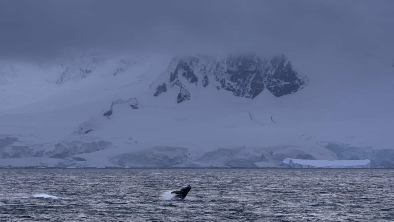 APTOPIX Ocean Fisheries Antarctic Krill Fishing