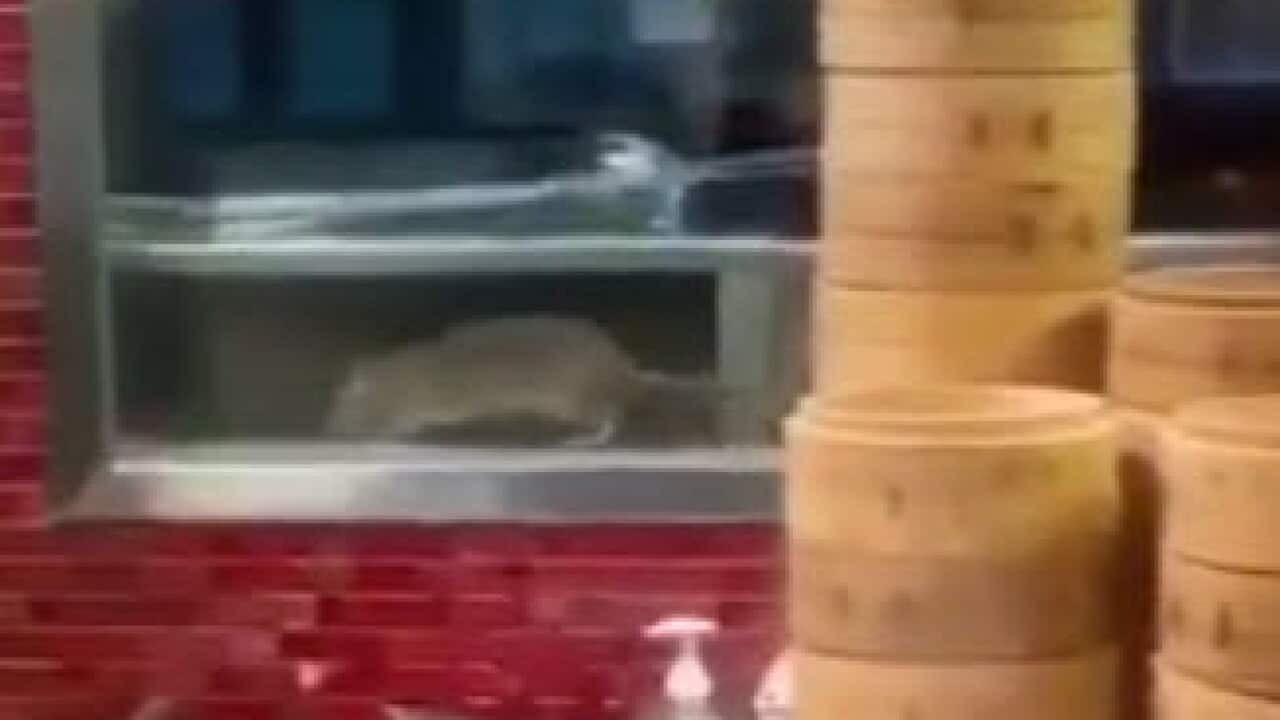 The giant rat was seen wondering around the shelves of Din Tai Fung in Sydney Westfield.
