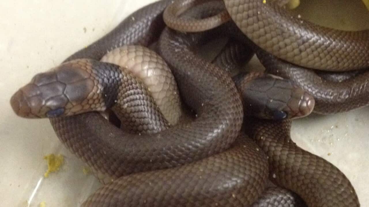 Eastern brown snakes