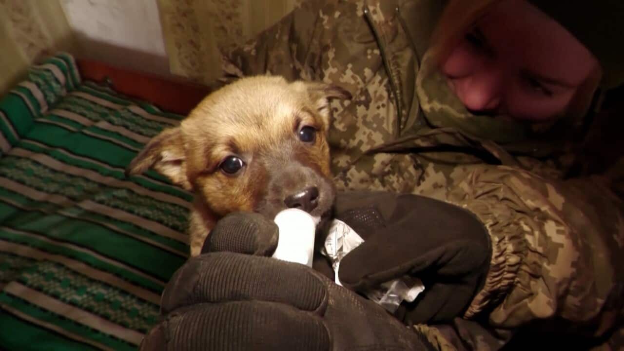 A soldier wearing Ukrainian battle fatigues feeds a small puppy