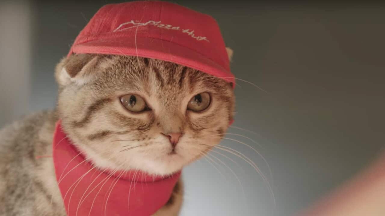 Pizza Hut cat