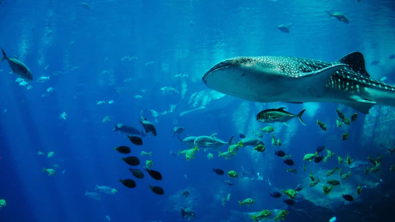 jimmydominico-whale-shark-281498.jpg