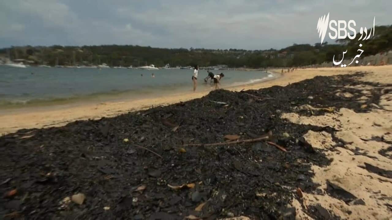 Ashes on Sydney shores