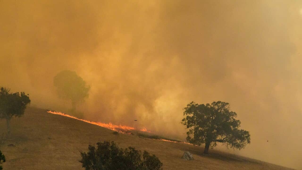 Bushfire crisis claims homes and livelihoods | SBS News