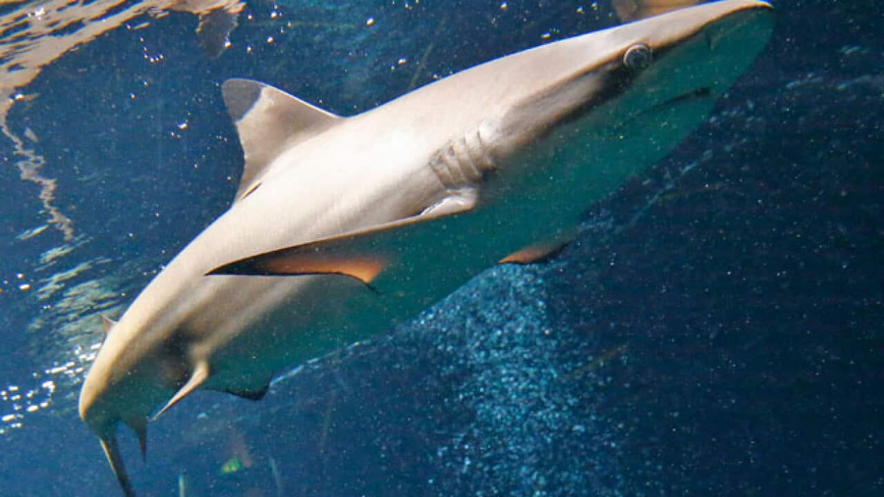 shark_121101_L_Getty_1499567071