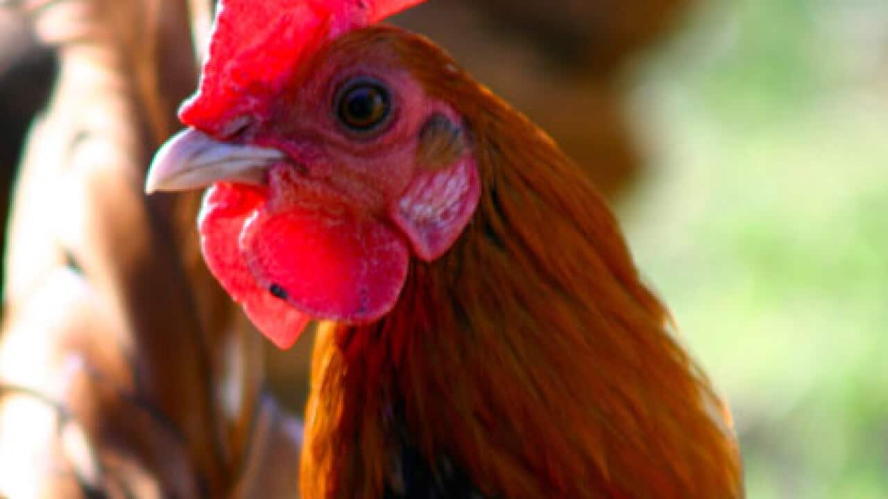 rooster_chicken_100818_B_aap_978933744
