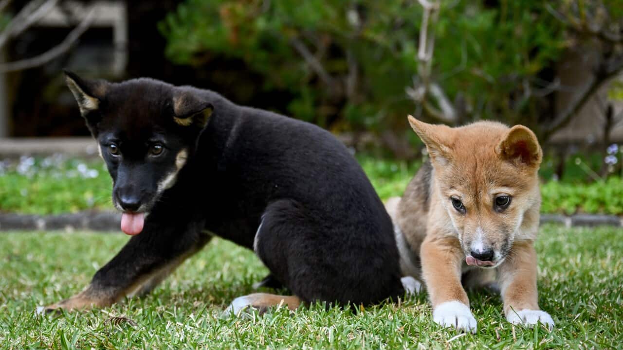 NSW PARLIAMENT DINGO PUPPIES VISIT