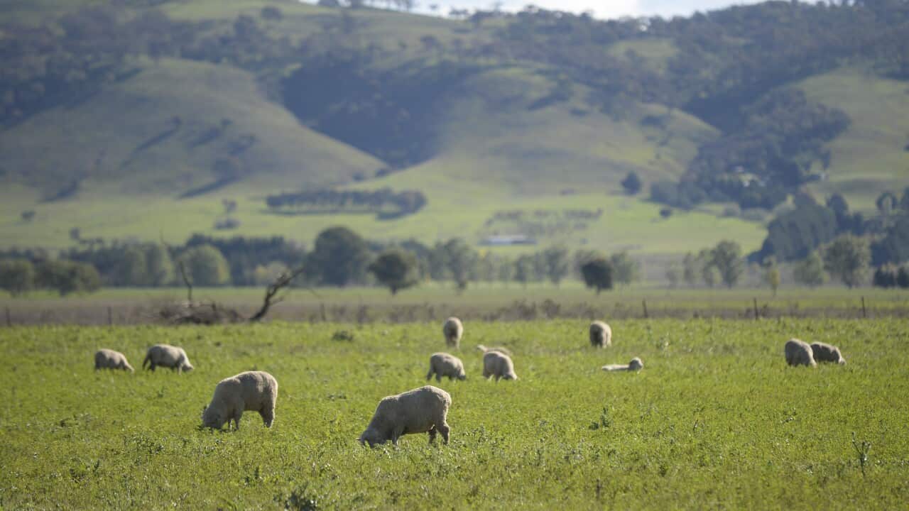 Sheeps are seen grazing on a paddock in Bungendore near Canberra, Thursday, April 17, 2014. (AAP Image/Lukas Coch) NO ARCHIVING
