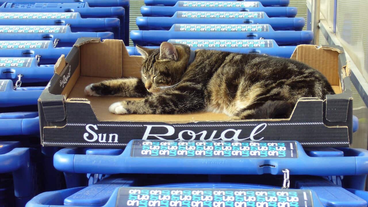 Die Katze ist aus dem Sack