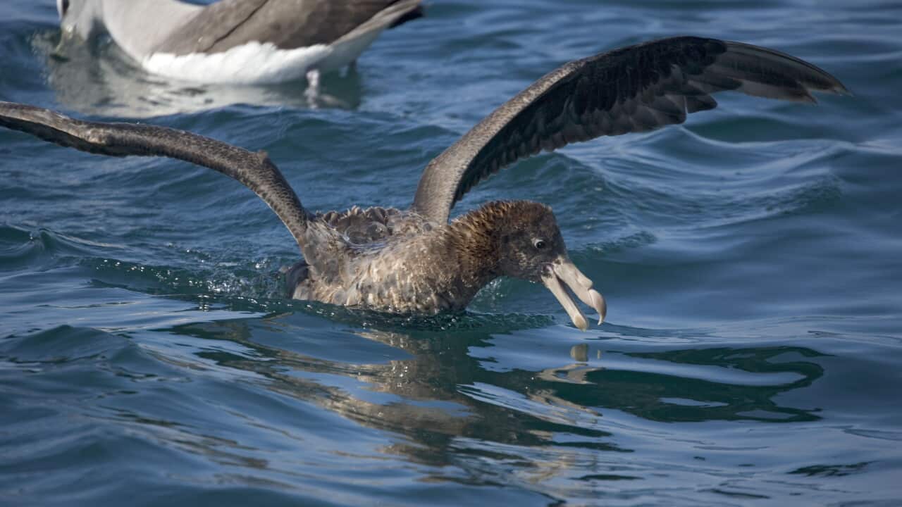 A giant petrel flaps its wings on the surface of water.