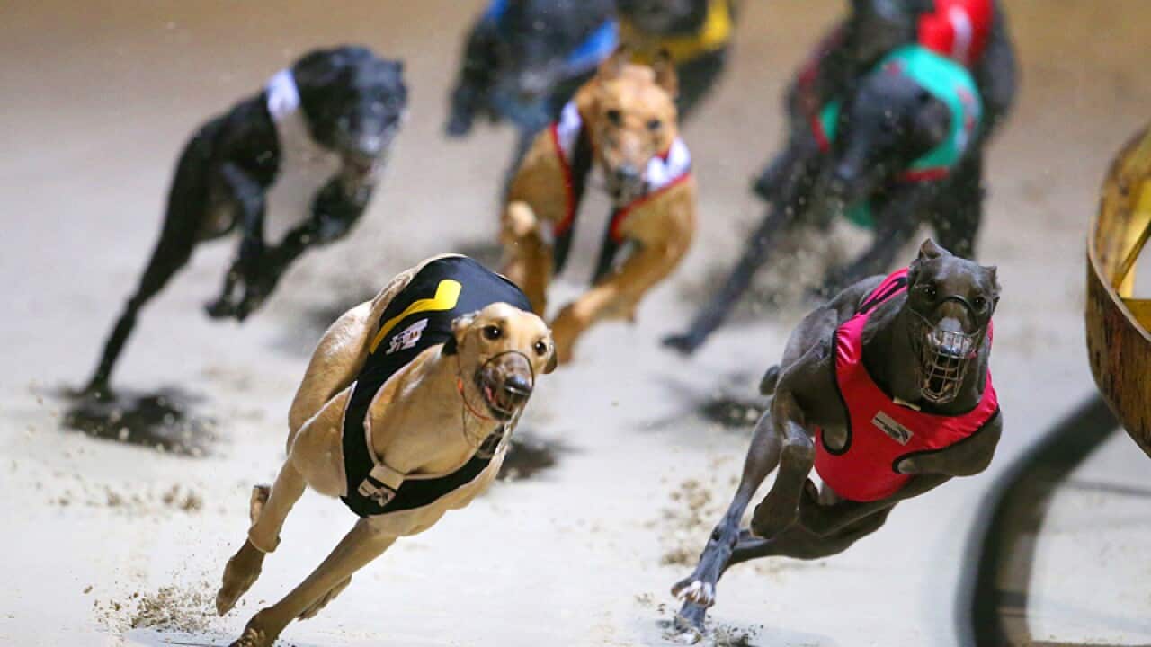 Greyhound dogs race at the Wentworth Park stadium in Sydney