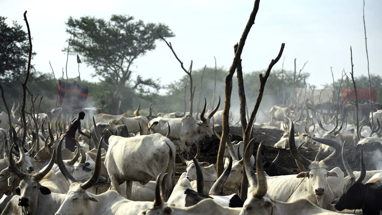 SSudan_cattle_140420_Getty.jpg