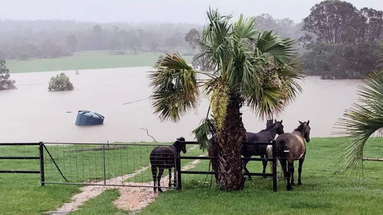 farm animals sheltering from the heavy rain as water rises