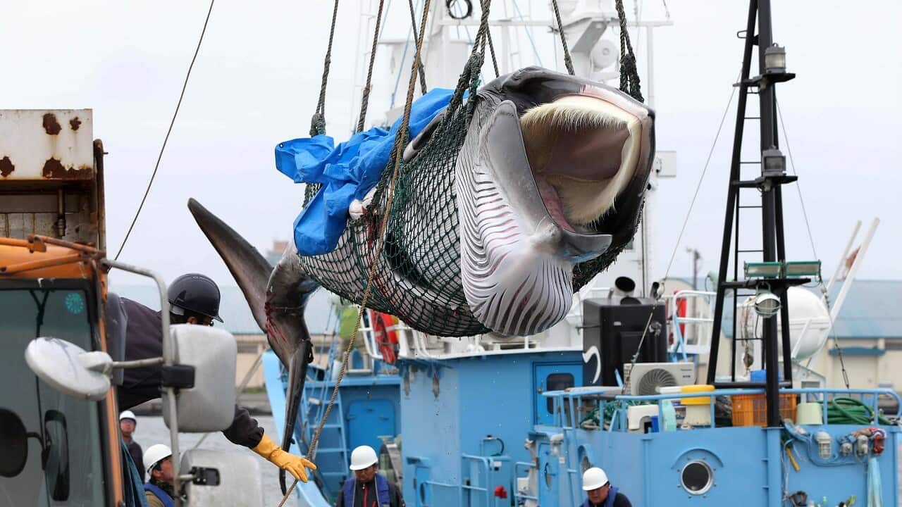 A minke whale is hauled up to bring on a truck at a Japanese port.