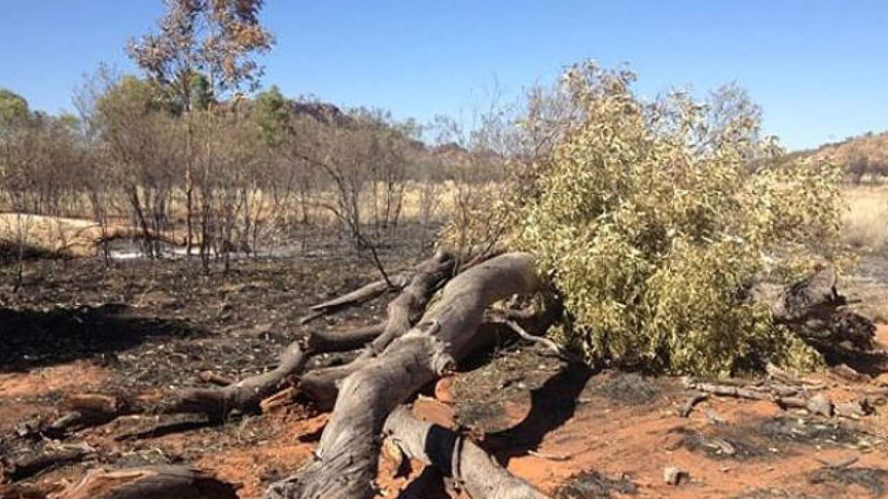 namatjira_gum_trees_nt_gov_1232825962