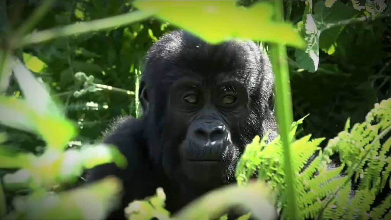 One of Bwindi Impenetrable Forest National Park's mountain gorillas (AP).jpg