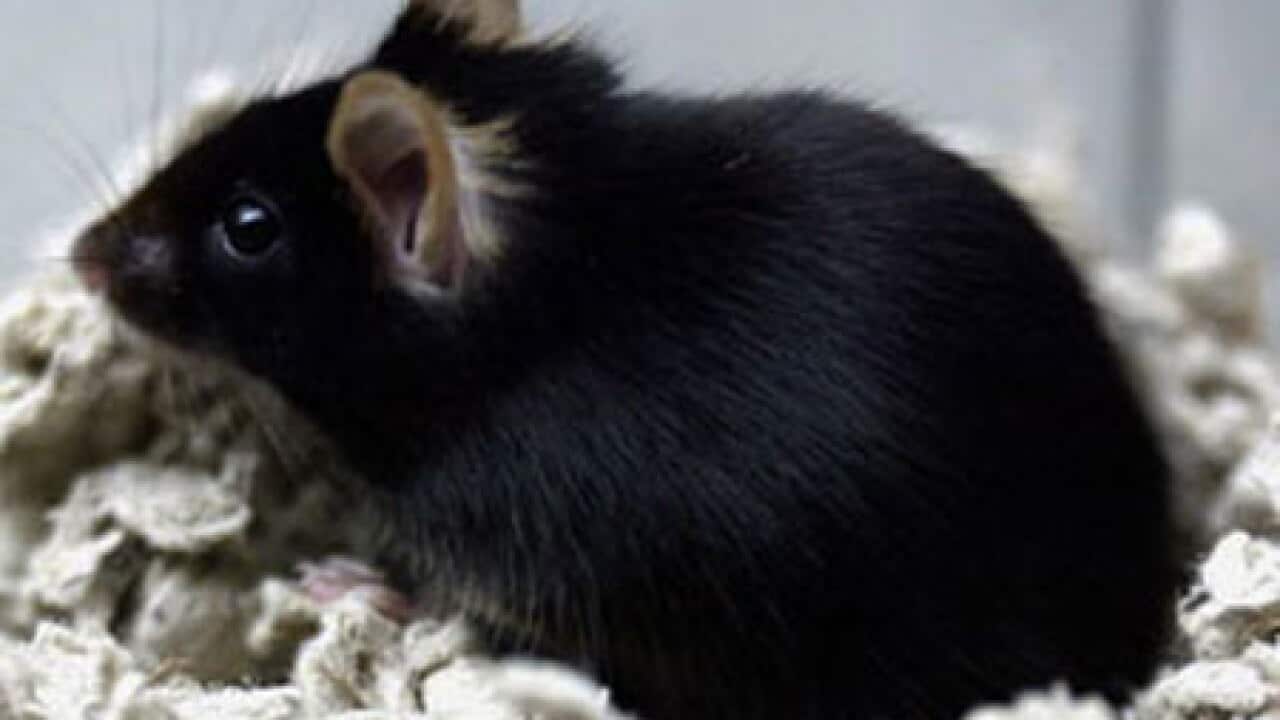 mouse_getty_0411_B_aap_165915200