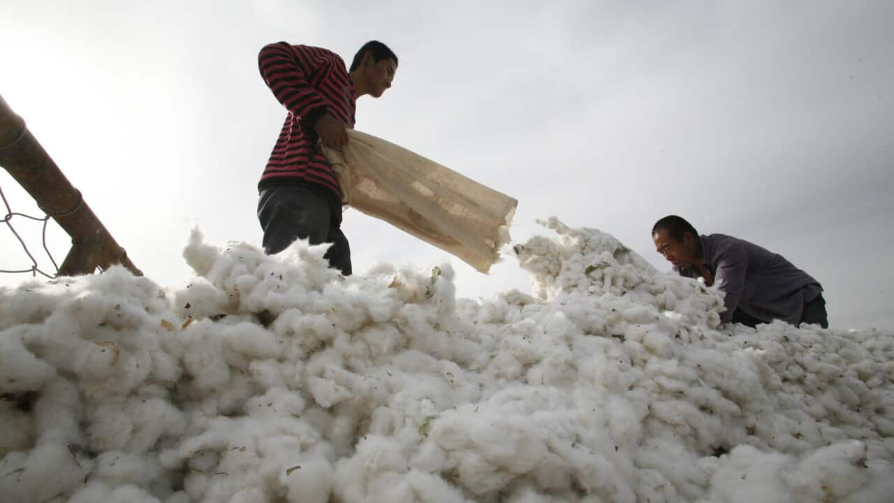 A farmer transports picked cotton on a farm on the outskirts of Hami, Xinjiang Uighur Autonomous Region.