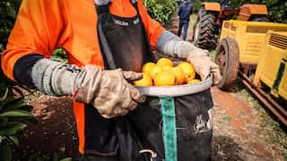 A person holding a bucket of lemons on a farm.
