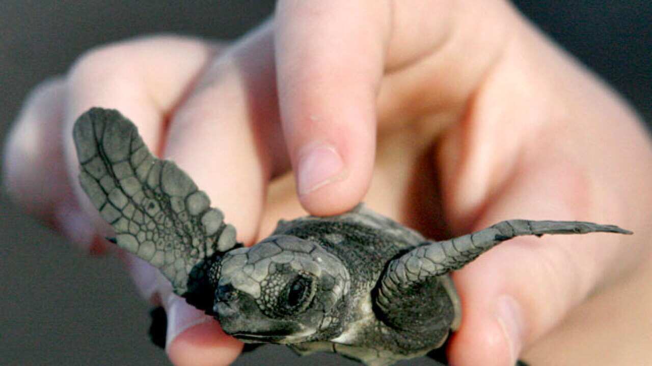 _olive_ridley_sea_turtles_B_AAP_644301067