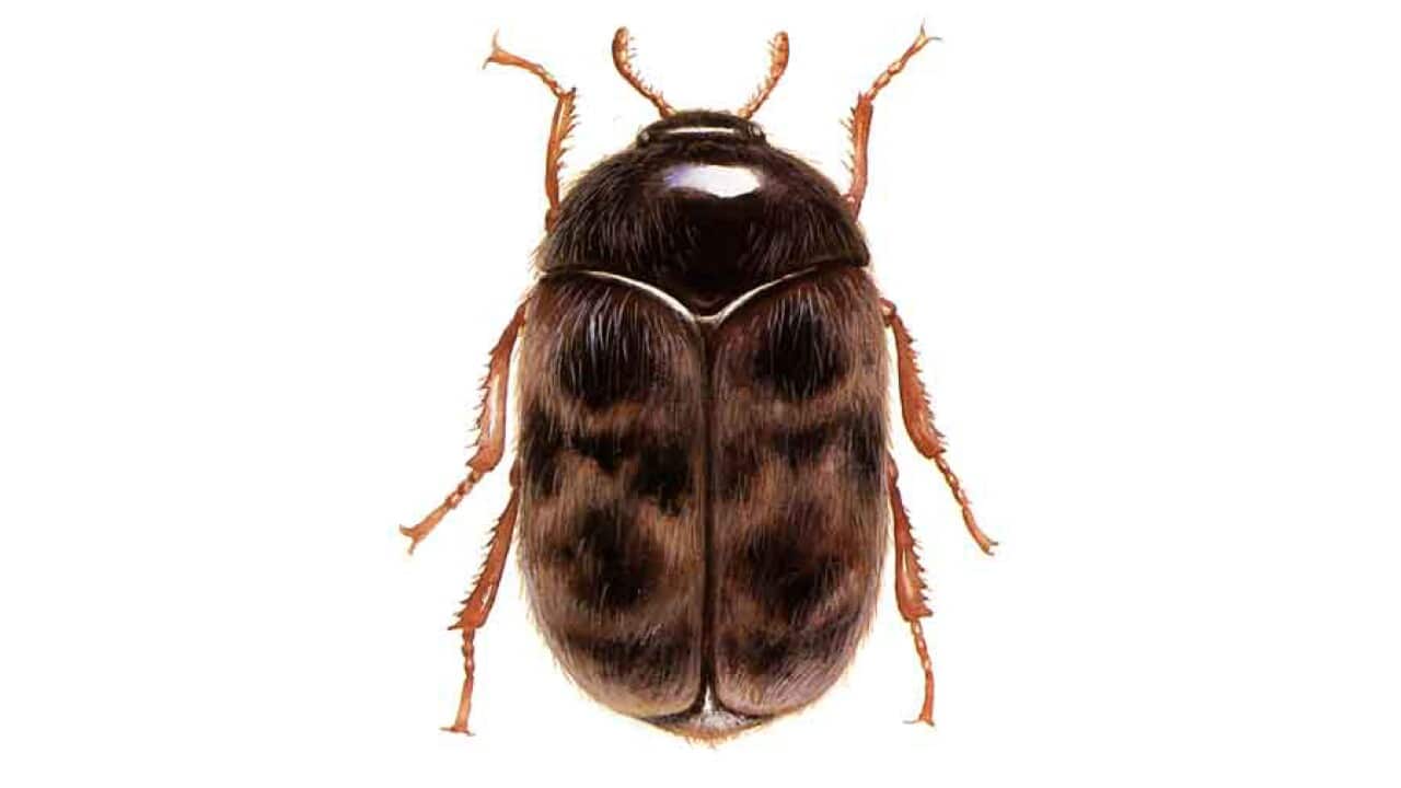 Trogoderma granarium (Khapra beetle) photographed by the US Department of Agriculture.