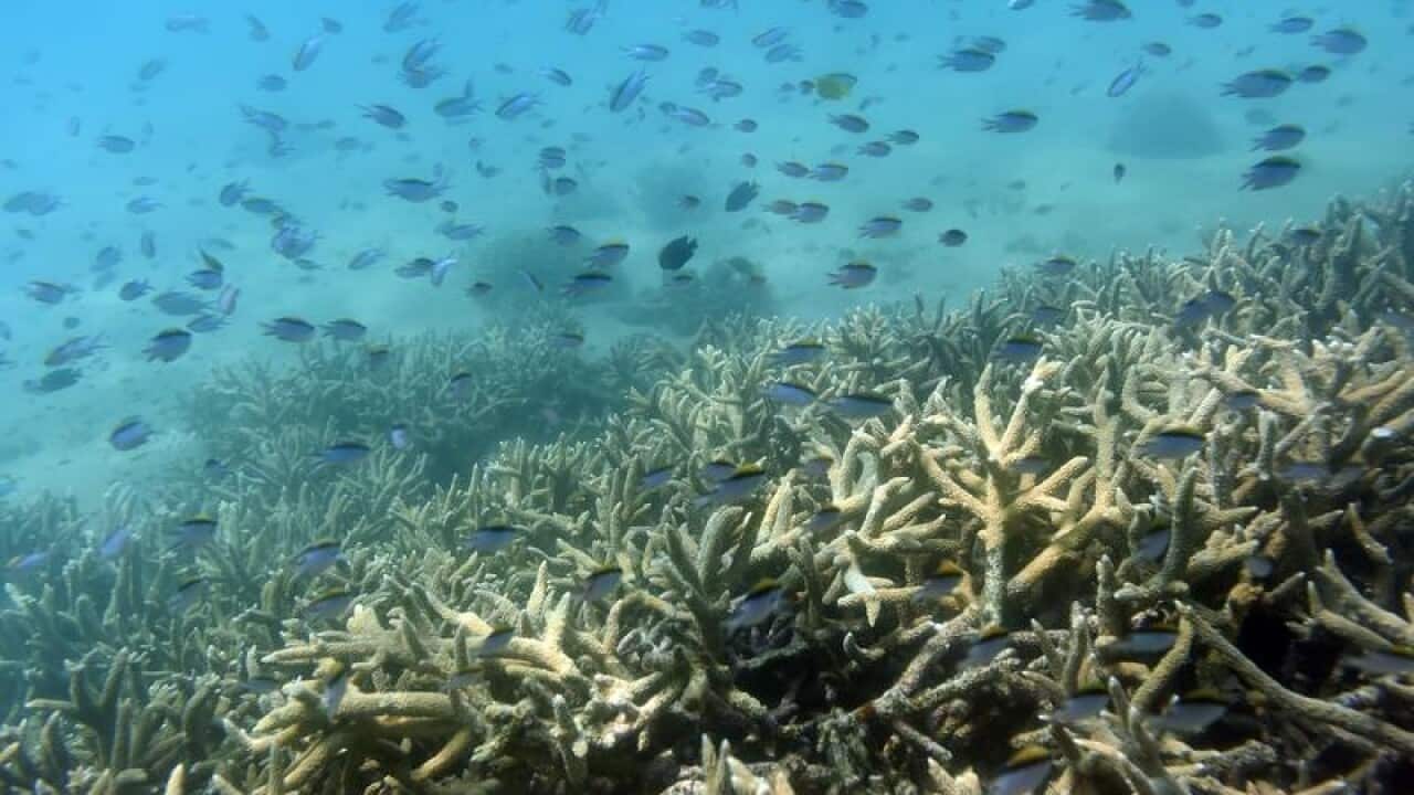 Tropical fish swim along the edges of a coral reef.