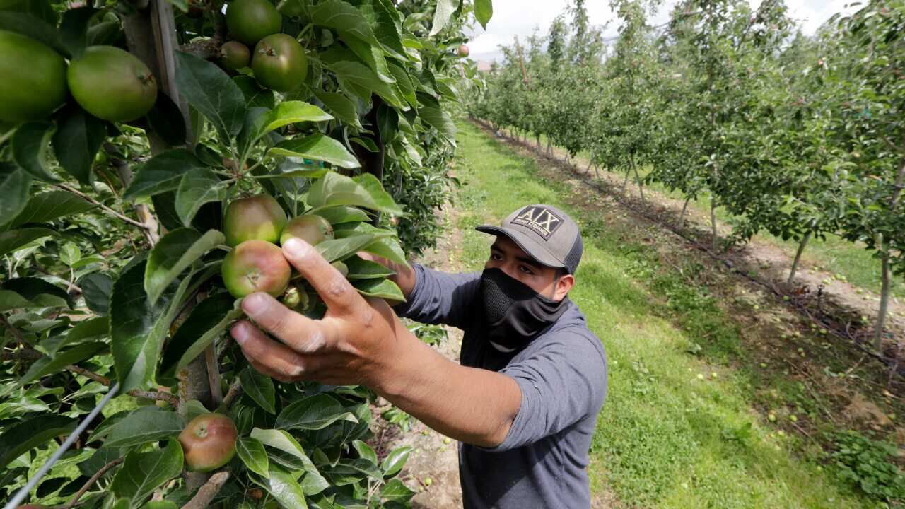 An orchard worker in Yakima, Washington.
