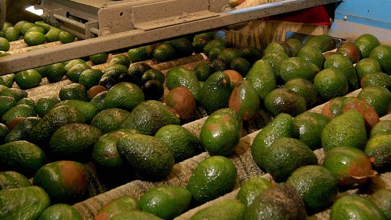 Elizabeth Baltazar, right, and Maria Perez, left, sort avocados at the the Del Rey Avocado Company in Fallbrook, California in 2002.