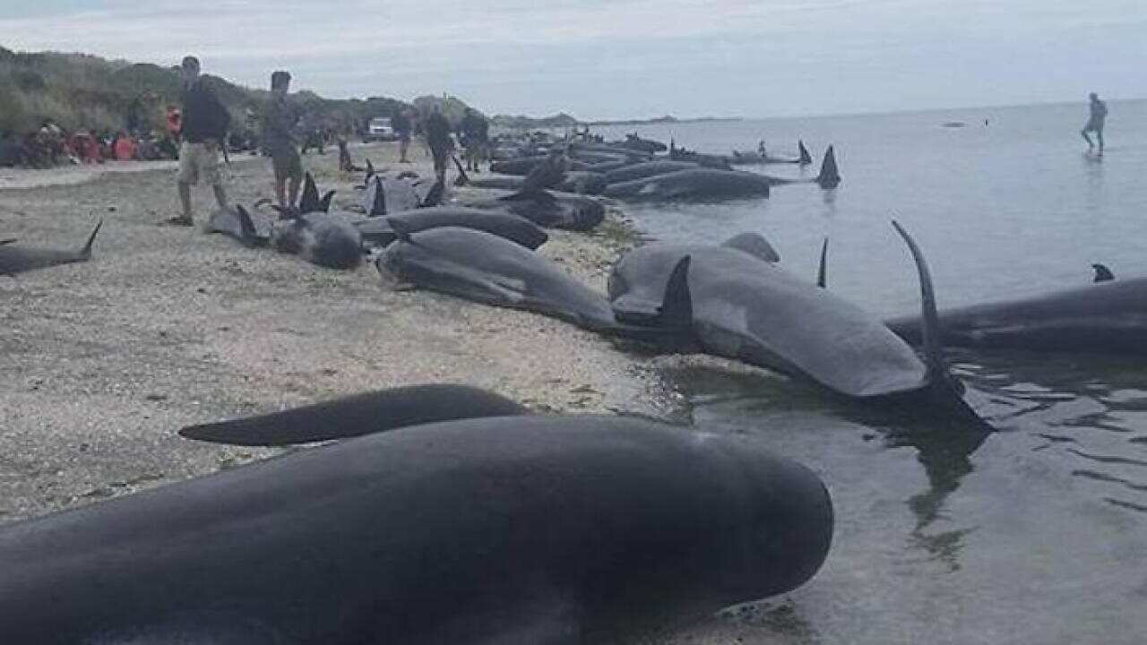 Whales NZ